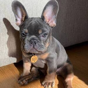 Frenchie puppy | PostAds PH