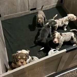 Beautiful pitbull puppies | PostAds PH