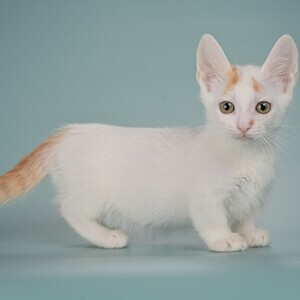 Munchkin Kittens D WhatsApp me : ( +63 985 762 7466 ) | PostAds PH