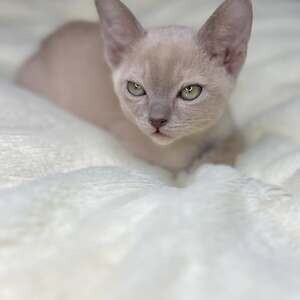 Burmese kittens D WhatsApp me : ( +63 985 762 7466 ) | PostAds PH
