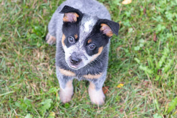  Australian Cattle Dog Puppies D  WhatsApp me : ( +63 985 762 7466 )