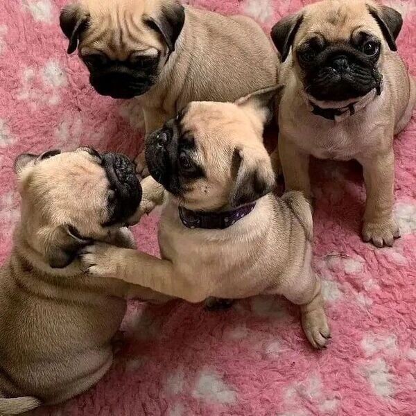   Pug Puppies D WhatsApp me : ( +63 985 762 7466 )
