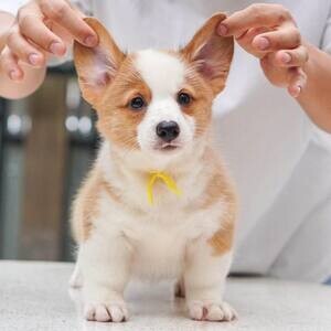 Welsh Corgi Puppies R WhatsApp me : ( +63 985 762 7466 ) | PostAds PH