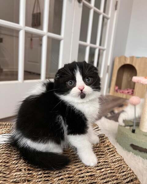  Scottish Fold Kittens v WhatsApp me : ( +63 985 762 7466 )