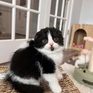 Scottish Fold Kittens v WhatsApp me : ( +63 985 762 7466 ) | PostAds PH