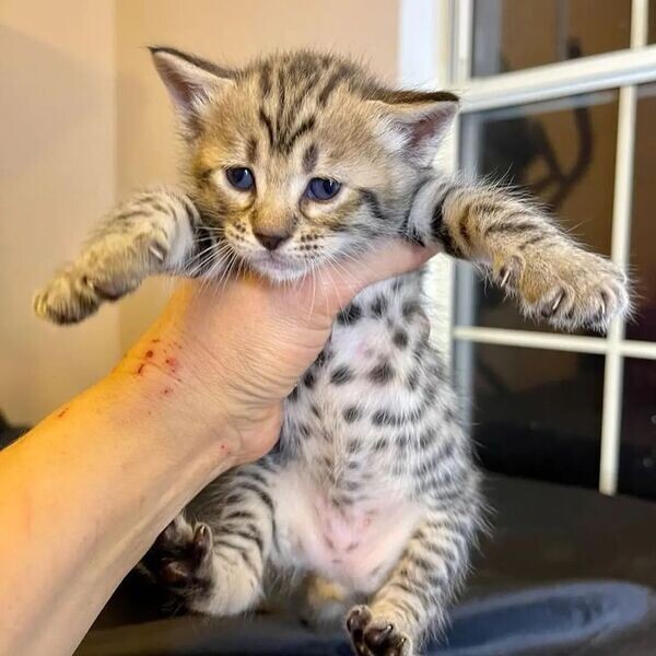   savannah kittens V WhatsApp me : ( +63 985 762 7466 )