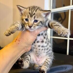 savannah kittens V WhatsApp me : ( +63 985 762 7466 ) | PostAds PH