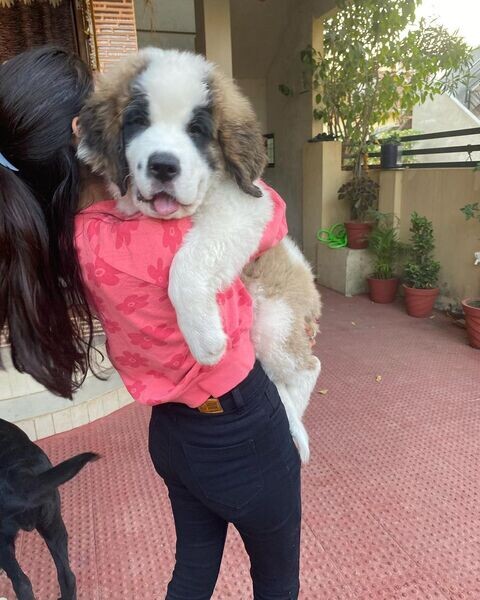   Saint Bernard Puppies V WhatsApp me : ( +63 985 762 7466 )