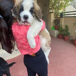 Saint Bernard Puppies V WhatsApp me : ( +63 985 762 7466 ) | PostAds PH