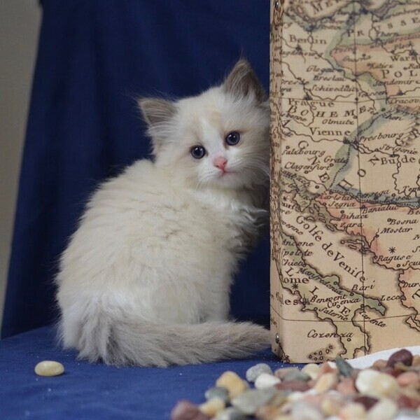  Ragdoll kittens  v WhatsApp me : ( +63 985 762 7466 )