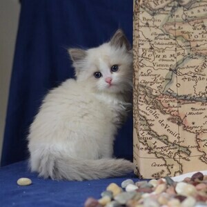 Ragdoll kittens v WhatsApp me : ( +63 985 762 7466 ) | PostAds PH