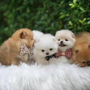 Teacup Pomeranian Puppies V WhatsApp me : ( +63 985 762 7466 ) | PostAds PH