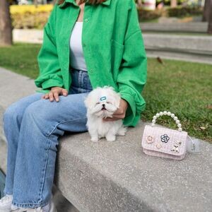 Teacup Maltese Puppies V WhatsApp me : ( +63 985 762 7466 ) | PostAds PH