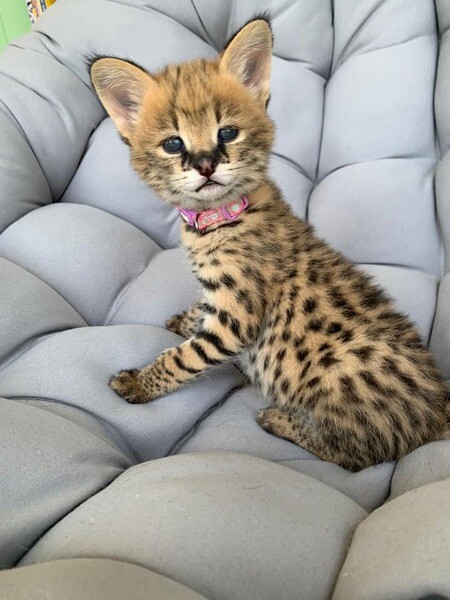  Serval Kittens A WhatsApp me : ( +63 985 762 7466 )