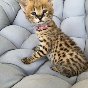 Serval Kittens A WhatsApp me : ( +63 985 762 7466 ) | PostAds PH