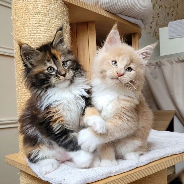  Maine Coon Kittens XV WhatsApp me : ( +63 985 762 7466 )