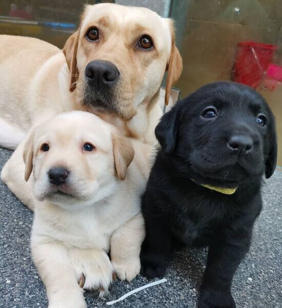  Labrador Puppies  WhatsApp me : ( +63 985 762 7466 )