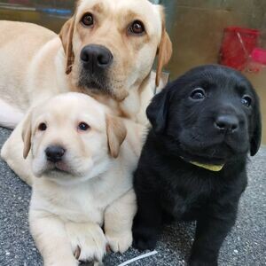 Labrador Puppies WhatsApp me : ( +63 985 762 7466 ) | PostAds PH