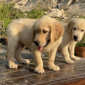 Golden Retriever Puppies V WhatsApp me : ( +63 985 762 7466 ) | PostAds PH