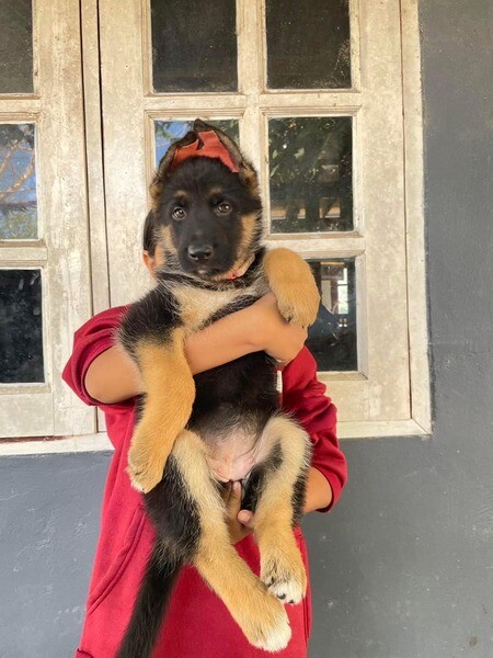  German Shepherd Puppies V WhatsApp me : ( +63 985 762 7466 )