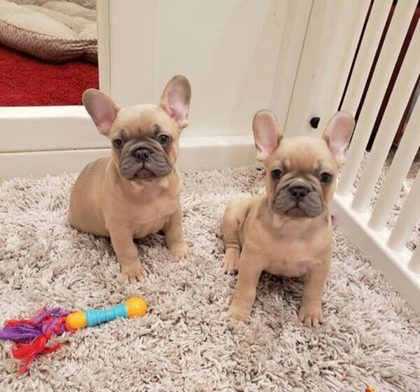     French Bulldog Puppies V WhatsApp me : ( +63 985 762 7466 )