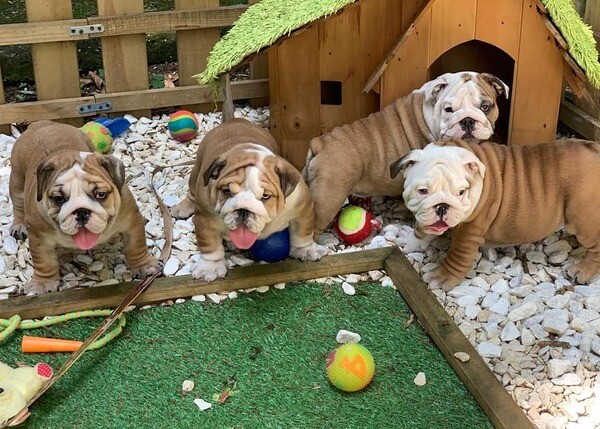   English Bulldog Puppies V WhatsApp me : ( +63 985 762 7466 )