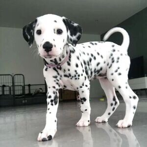 dalmatian puppies V WhatsApp me : ( +63 985 762 7466 ) | PostAds PH
