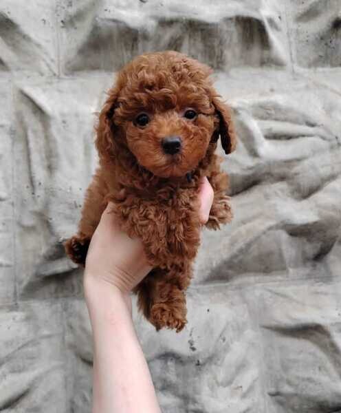 Toy poodle puppies