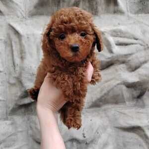 Toy poodle puppies | PostAds PH