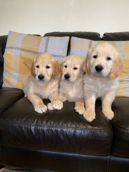 Beautiful Golden Retriever puppies