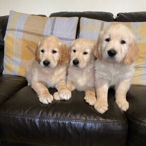 Beautiful Golden Retriever puppies | PostAds PH