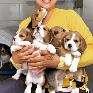 Beagle puppies | PostAds PH