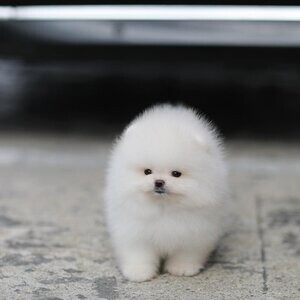 Teacup Pomeranian puppies | PostAds PH