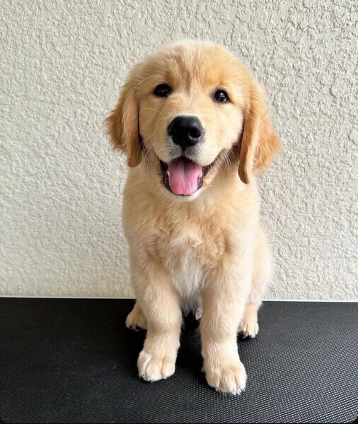 Goldenph Golden Retriever puppies - Pet Breeder | PostAds.ph