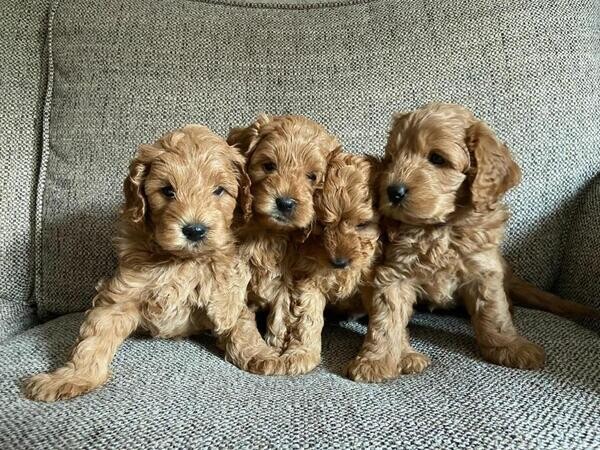 13 Week Cavapoo Cavapoo baby ready for a new home | PostAds.ph