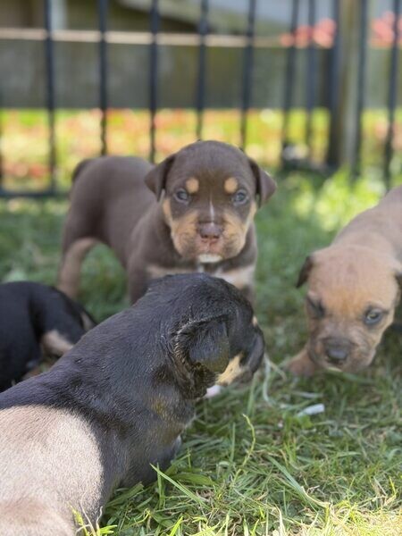 XL American bully X Rottweiler Pups..viber.+639463422605 | PostAds.ph