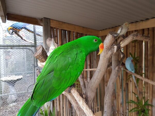 Hand Reared Pure Bred Red Sided Eclectus Male | PostAds.ph