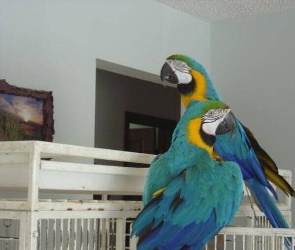 Picture of Beautiful and Talking Hahns Macaw - mrrenato | PostAds.ph