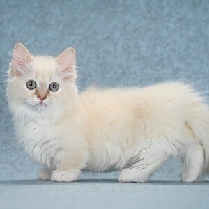 Munchkin in the Philippines | PostAds.ph