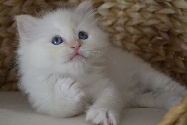 Beautiful Ragdoll Kittens WhatsApp:(+63-9928-49-1099 ) | PostAds.ph