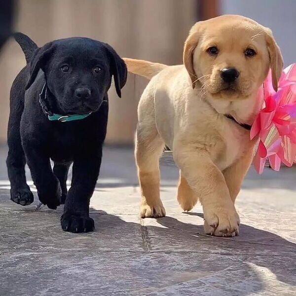 Labrador Retriever puppies: :Email :(michelangel337@gmail.com) | PostAds.ph