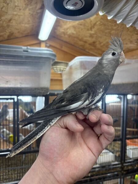 Pair of hand reared baby cockatiels...viber me at.+639463422605 ...