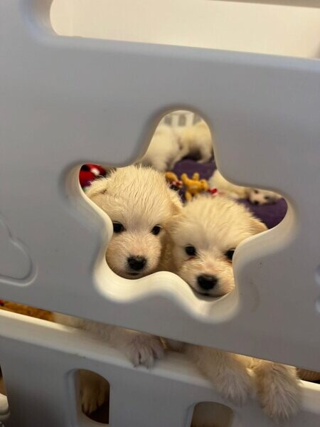 Samoyed puppies X | PostAds.ph