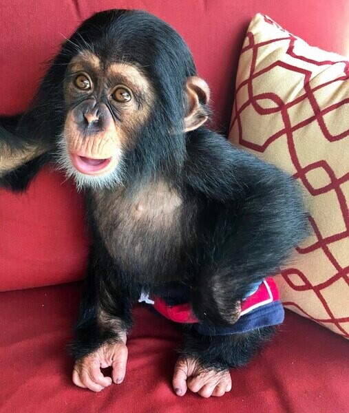 Sweet baby chimpanzee monkeys for sale Now | PostAds.ph