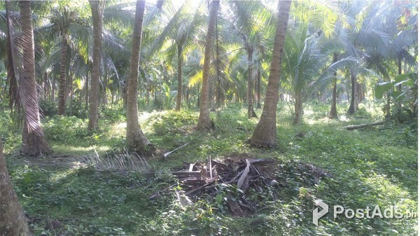 FARM LOT FOR SALE P70 per sqm – 3 HAS