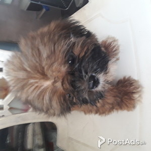 Shih tzu puppies | PostAds PH
