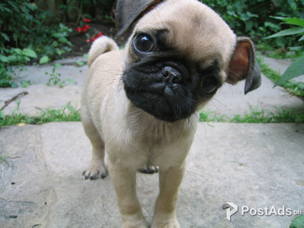 Potty train Pug Puppy For Sale