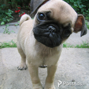 Potty train Pug Puppy For Sale | PostAds PH