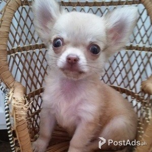 Beautiful Ready Now | PostAds PH