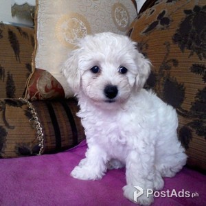 Gorgeous Litter Of 6 Bichon Frise | PostAds PH